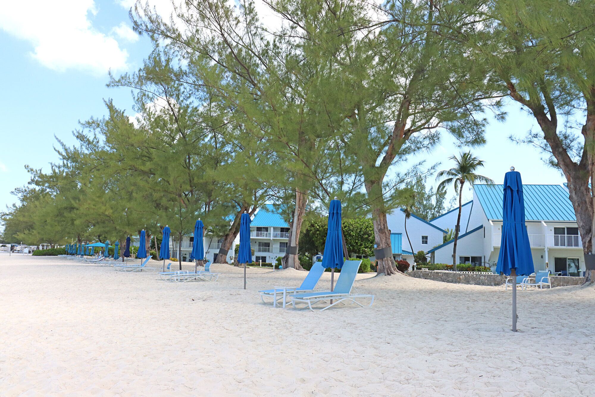 A beach with rows of blue umbrellas and white lounge chairs, surrounded by trees and buildings with blue roofs.