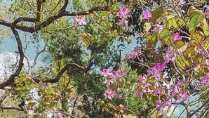 A garden with a large tree, flowering plants, and a dog. - House on water canal, 5 minutes from downtown and beach. (Naples)