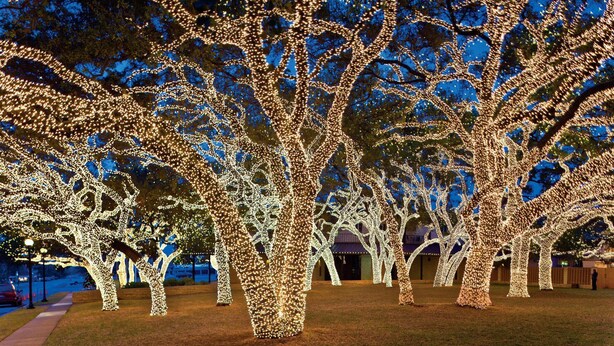 A park with trees decorated with lights.