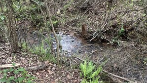 A natural outdoor setting with a small stream, surrounded by trees and foliage.