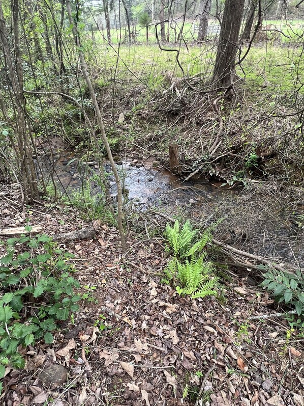 A natural outdoor setting with a small stream, surrounded by trees and foliage.