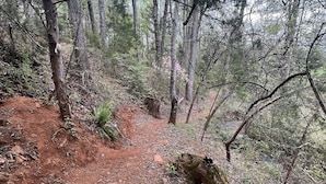 A forest trail with a dirt path surrounded by trees and underbrush.