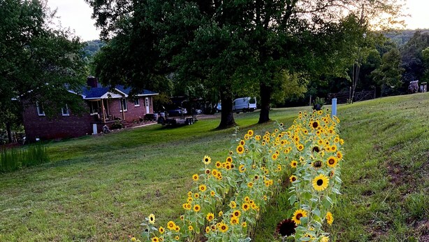 A field of sunflowers with a house and trees in the background.