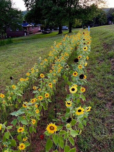 Primitive Campsite by the stream Tent or Truck Camping