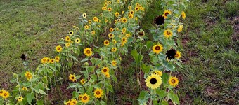 Primitive Campsite by the stream Tent or Truck Camping