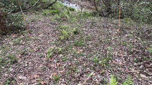 A forested area with a stream, ferns, and fallen leaves.