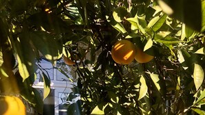 A garden with a table holding oranges and a white door in the background. - House Sleeps 4 with Private Garden (Mexilhoeira Grande)