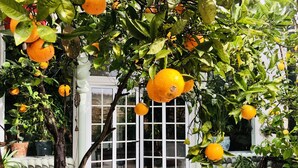 A garden with orange trees and a white door. - House Sleeps 4 with Private Garden (Mexilhoeira Grande)