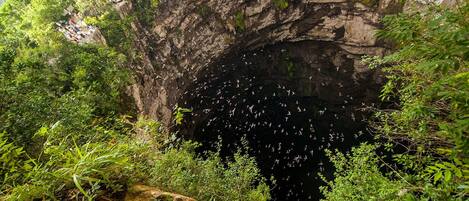 Formación rocosa natural con una entrada de cueva rodeada de vegetación densa.