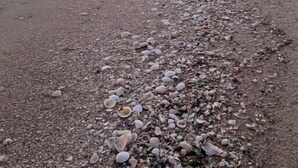 Una playa con piedras y conchas, cielo despejado y un edificio a lo lejos.