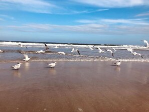 A beach with birds on the sand and the ocean in the background.