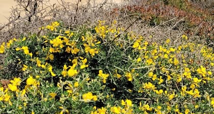 Incantevole 6 Posti Letto a due Passi Dalla Spiaggia di Chia