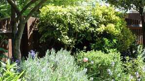 Een tuin met diverse planten en een houten omheining.
