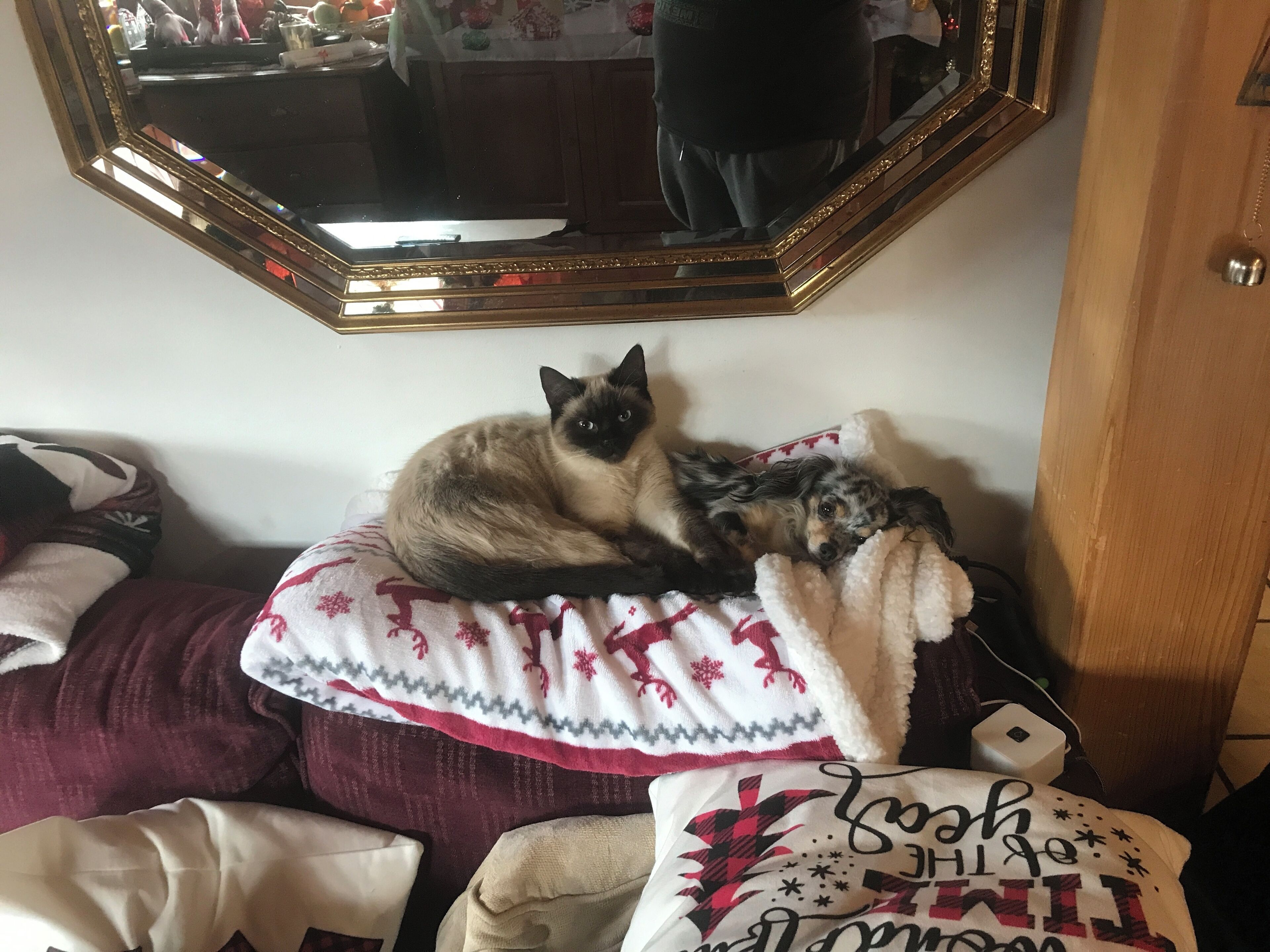 A cat resting on a white and red patterned cushion on a couch.
