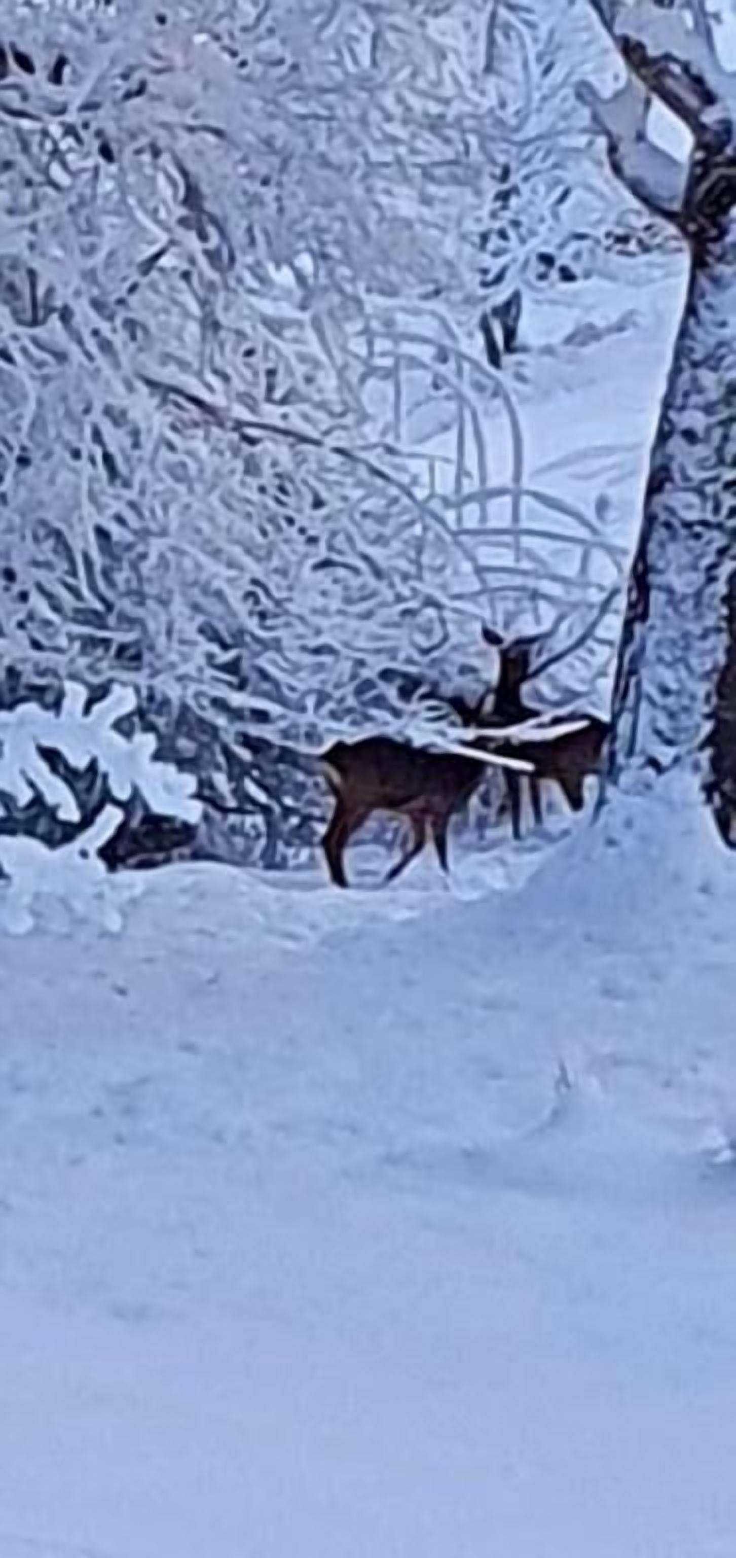 Un paysage enneigé avec un cerf au premier plan et un bâtiment partiellement dissimulé par la neige à l’arrière-plan.