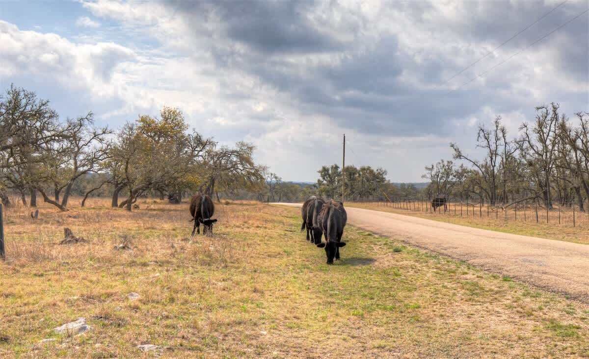 Un paysage rural avec un chemin de terre, une végétation clairsemée et quelques vaches qui paissent.