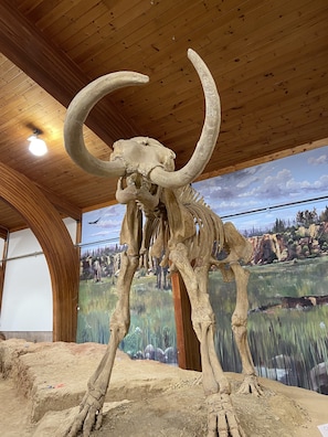 A large mounted skeleton of a prehistoric animal with prominent curved horns, displayed in a room with wooden beams and a mural of a natural landscape.