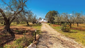 A dirt path leading through an orchard with trees and a white building in the distance.