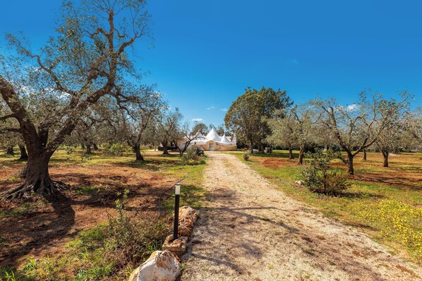 Un sendero de tierra que atraviesa un huerto con árboles y un edificio blanco a lo lejos.