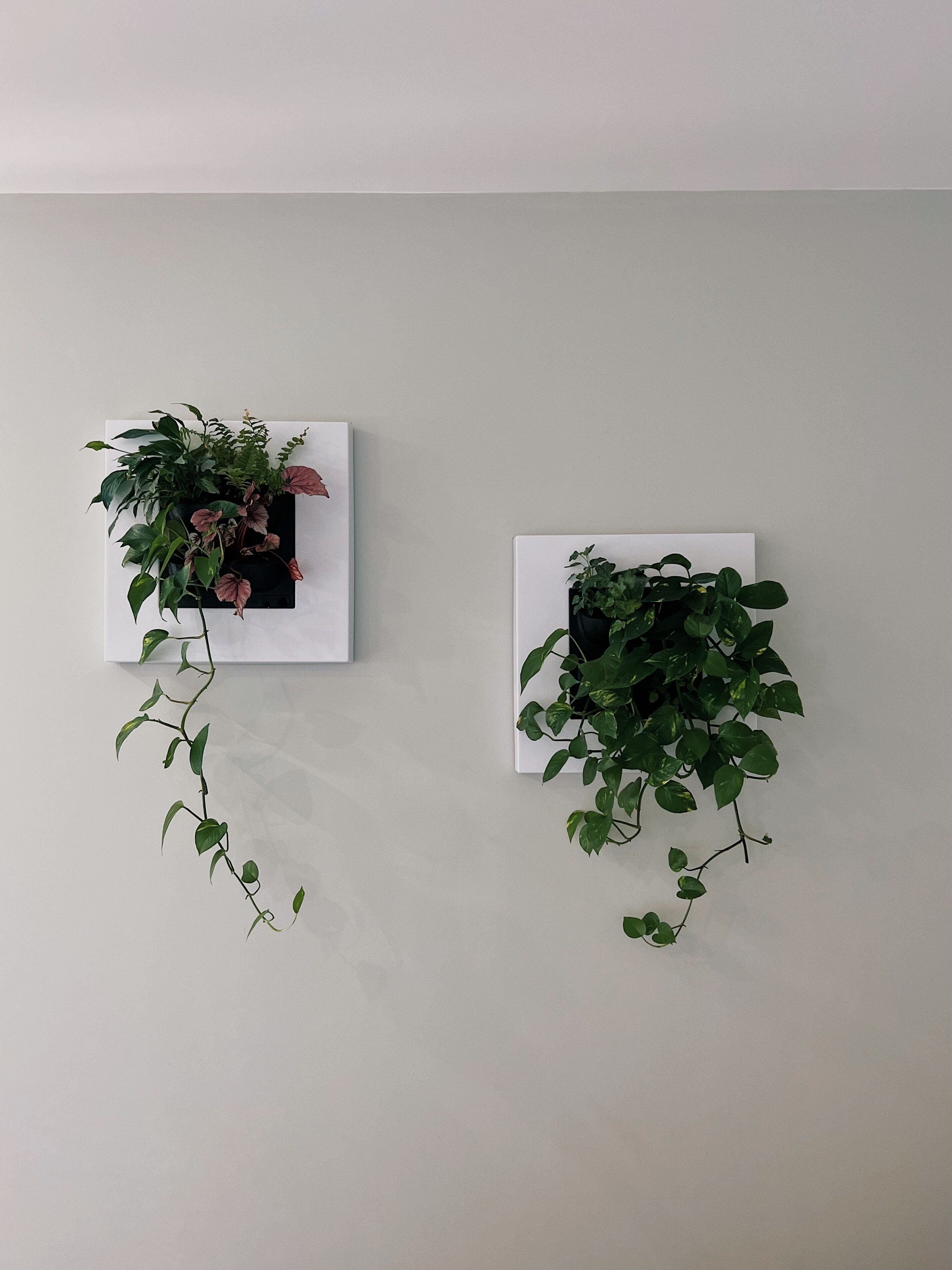 Two wall-mounted planters with green plants against a plain wall.