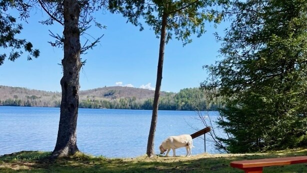 Vista de un lago con un perro cerca del agua, una mesa de picnic y una taza al frente.