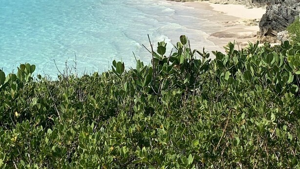 A beach with clear turquoise water, rocky outcrops, and dense green vegetation.
