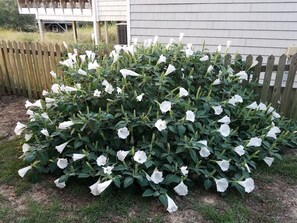 Details aan de buitenkant