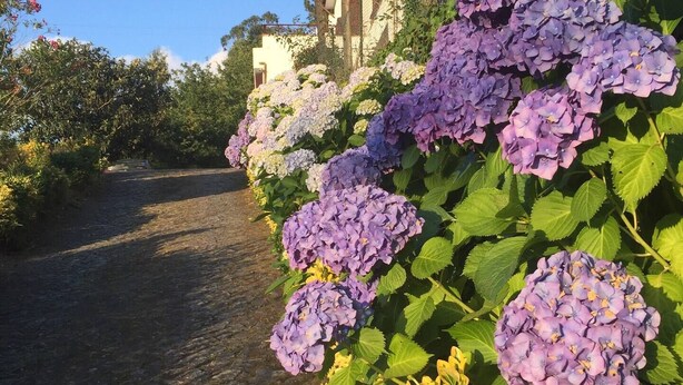 Un chemin pavé de pierres, longeant un bâtiment, avec des hortensias aux couleurs allant du violet au jaune.