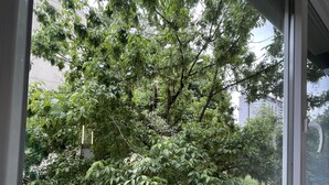 Une fenêtre donnant sur un arbre et un bâtiment en arrière-plan.