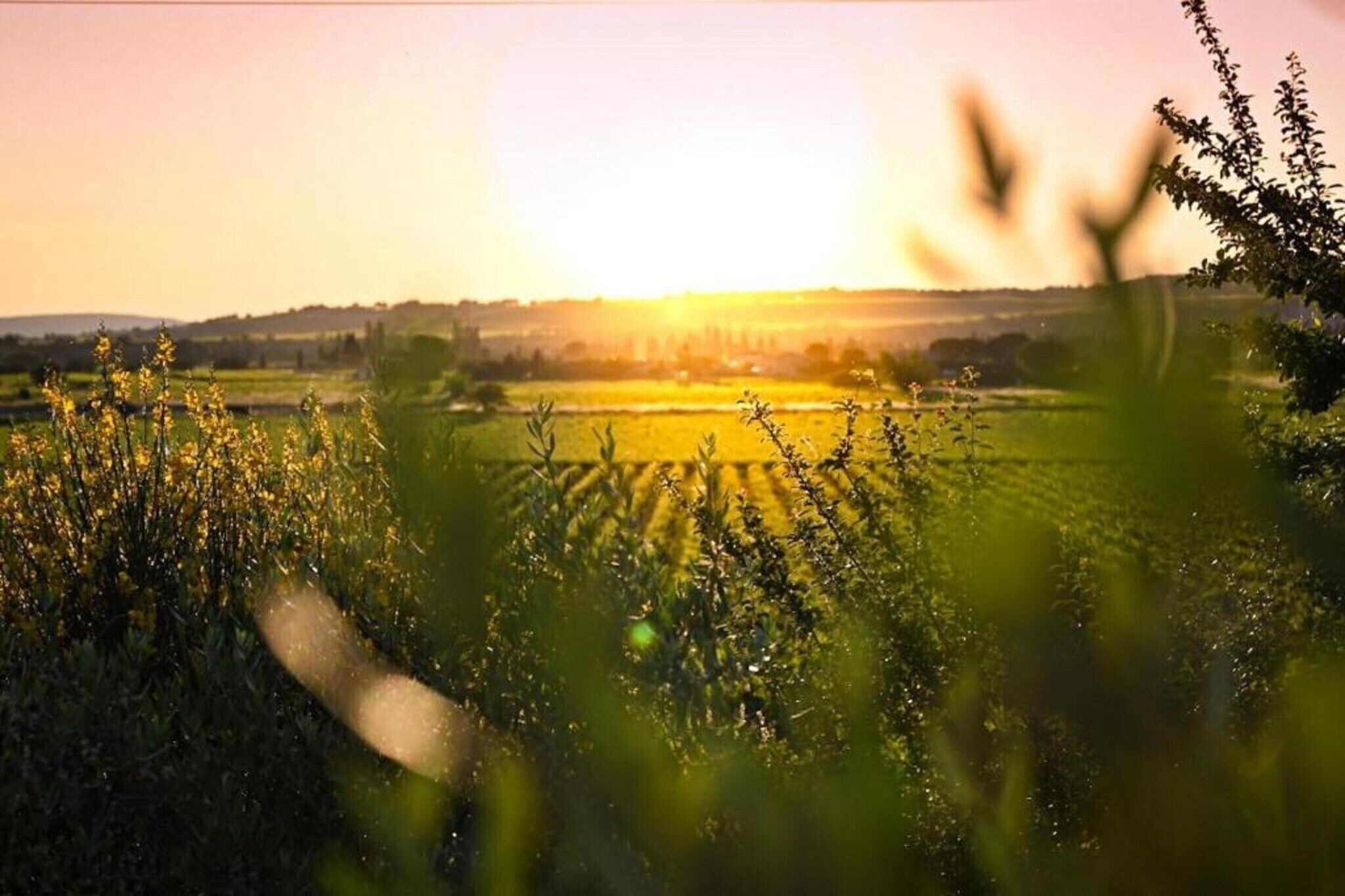 Un champ cultivé avec un coucher de soleil en arrière-plan.