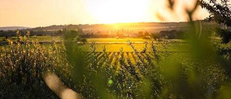 Un champ cultivé avec un coucher de soleil en arrière-plan.