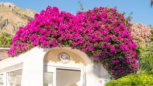Entrada de un edificio con fachada blanca, una maceta grande y coloridas flores de buganvilla rosa.