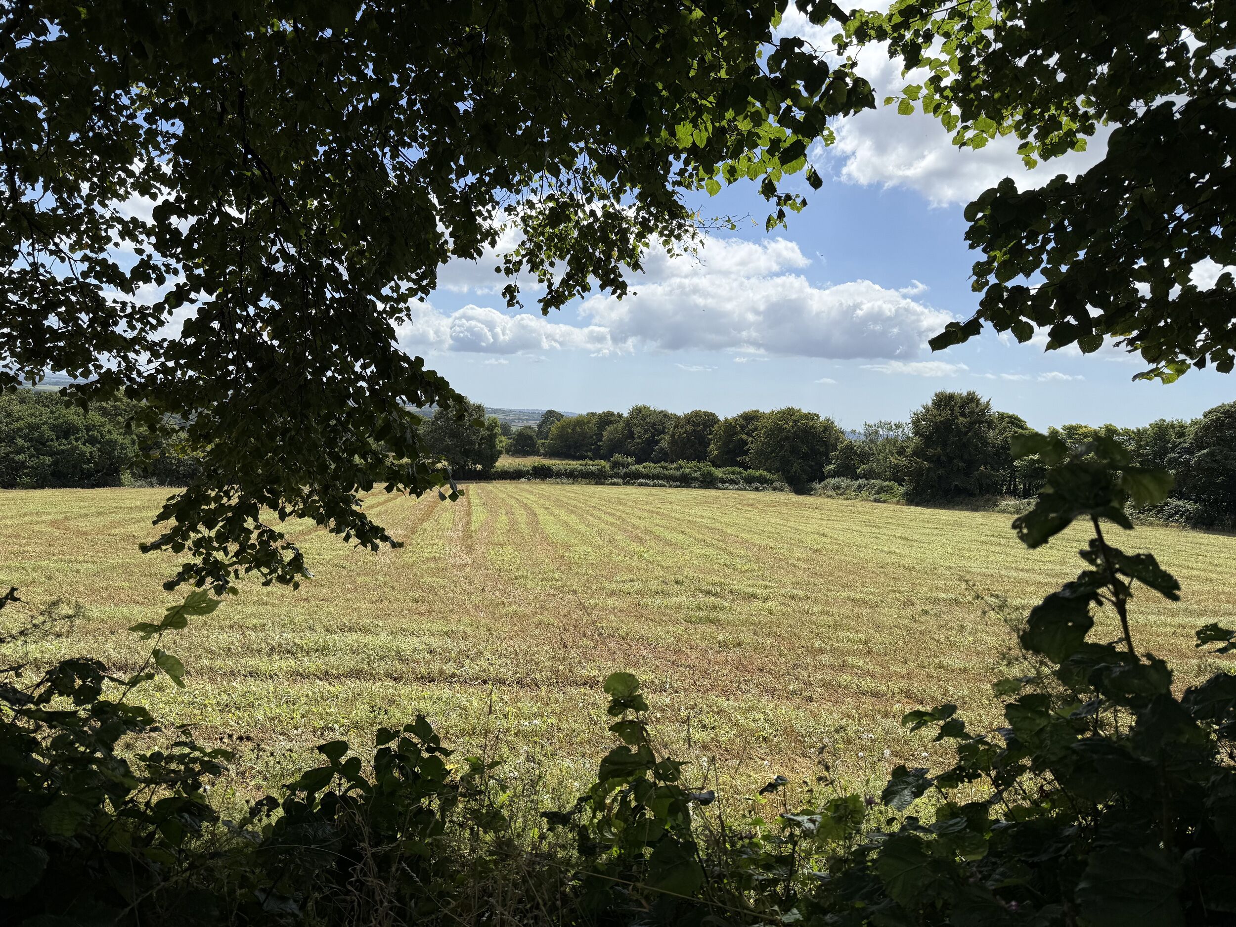 Un campo alberato con alberi in primo piano e cielo sereno sullo sfondo.