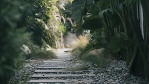 Un sentier bordé de grandes feuilles de bananier et d’une végétation luxuriante.