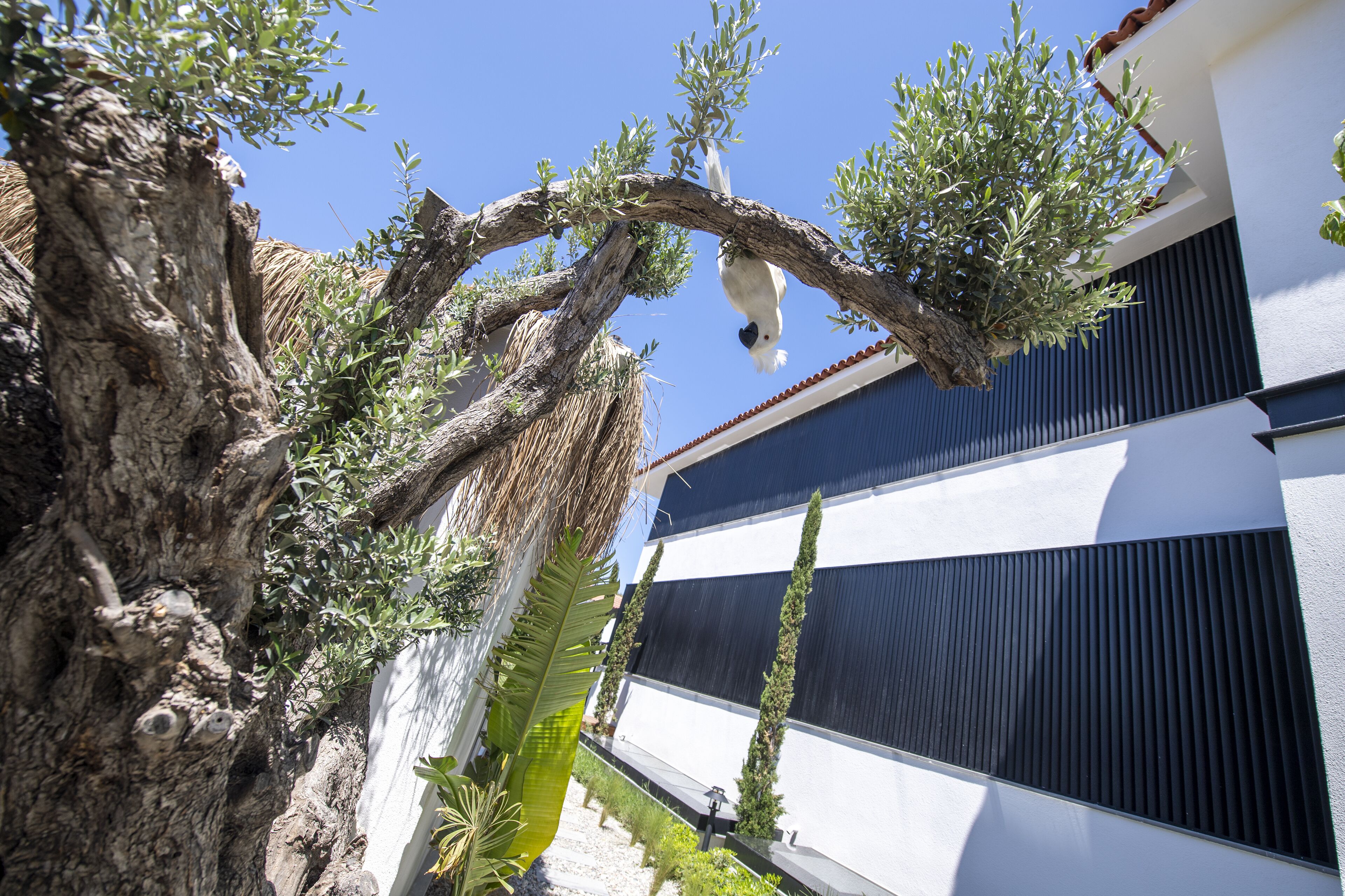 A tree with a hanging birdhouse, a white building with black shutters, and a clear blue sky.
