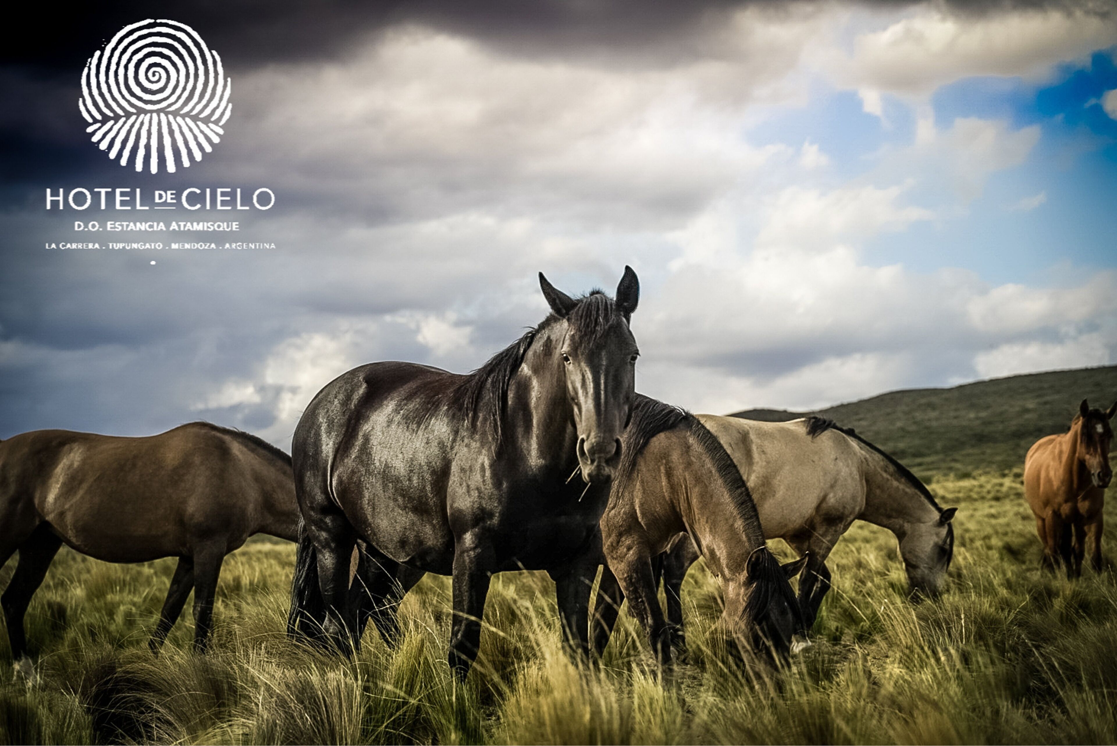 Un groupe de chevaux broute dans un champ herbeux, avec un ciel nuageux en arrière-plan.
