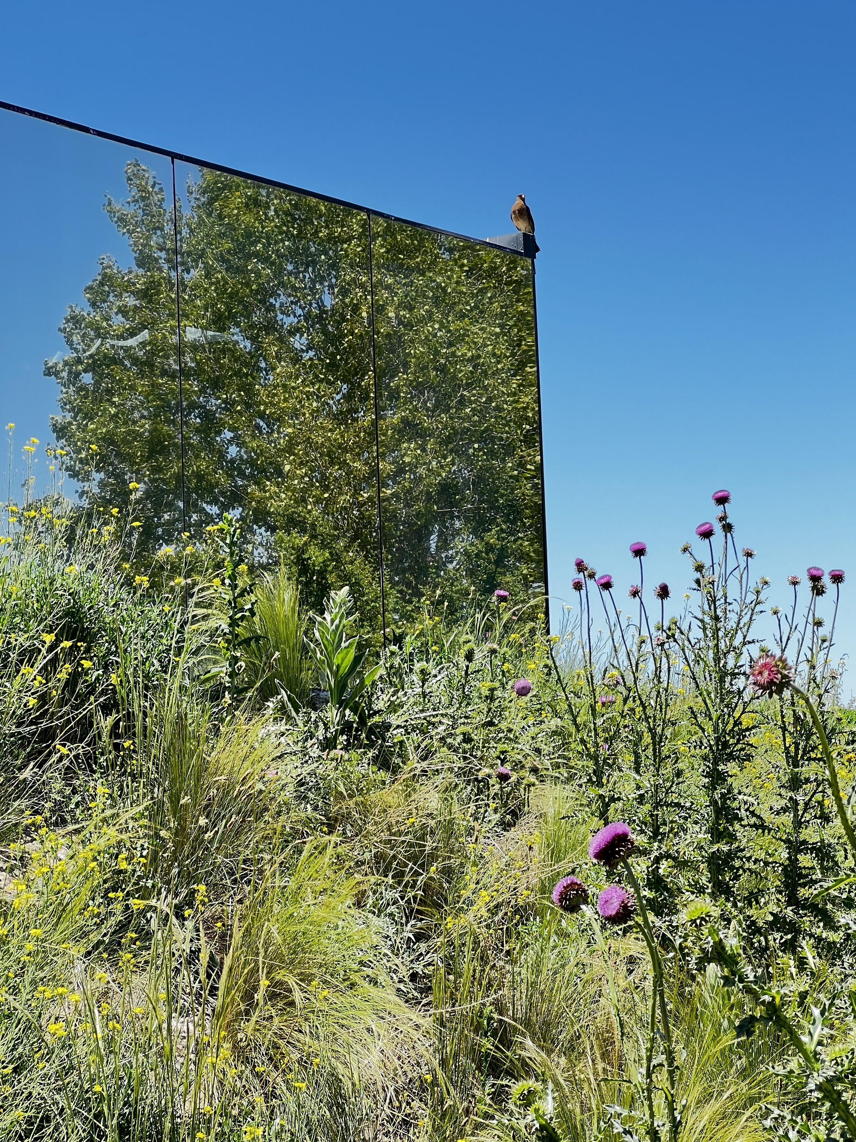 A bird perched on a metal structure amidst a garden with various plants and flowers.