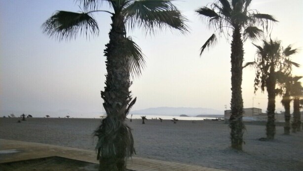 Ein Strand mit Palmen und einem gepflasterten Weg.