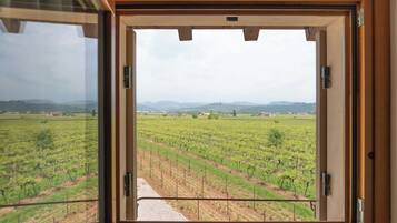 Une fenêtre donnant sur un vignoble.