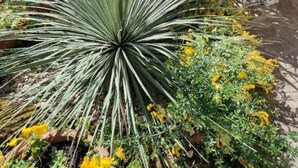 A garden with a large agave plant, various shrubs, and yellow flowers. - Delightful Apartment Tourist Rental (Lonigo)