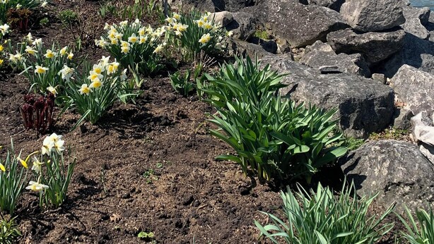 Un jardin agrémenté de jonquilles, un banc en bois et une formation rocheuse au bord d’un plan d’eau.