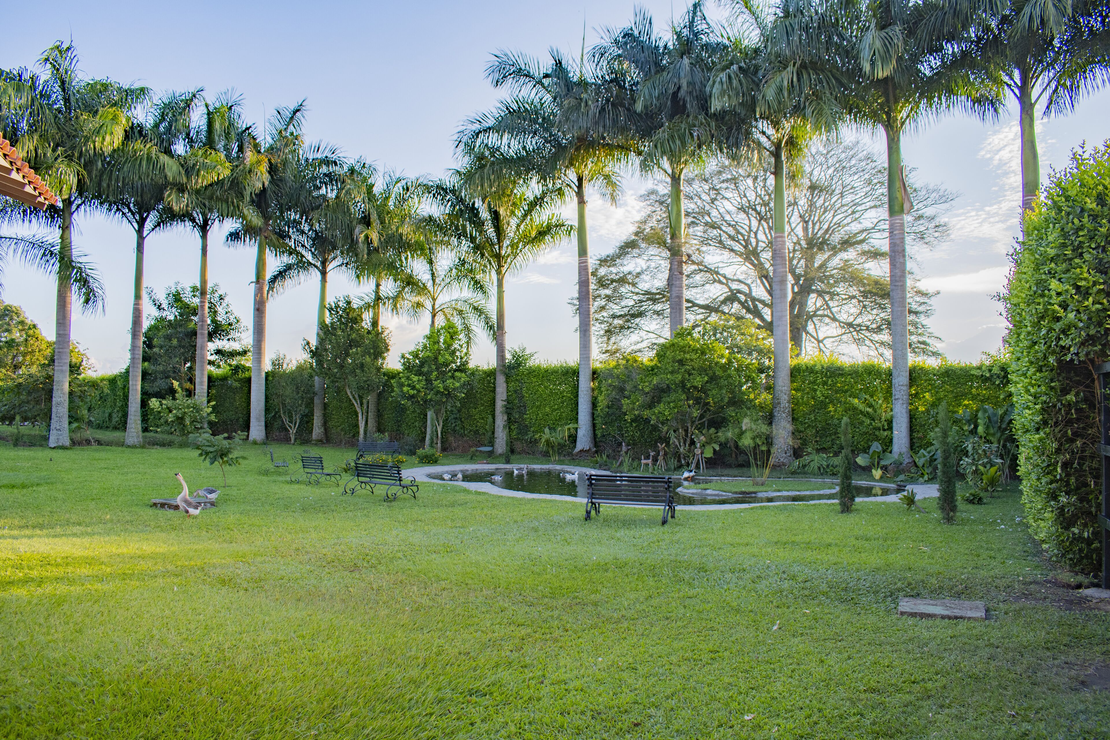 Un parque con un estanque, bancos y altas palmeras.