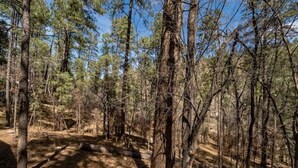 Une zone boisée avec de grands arbres et un ciel dégagé.