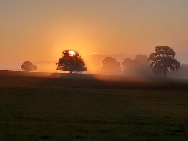 Un champ avec la silhouette d’un arbre se détachant sur un coucher de soleil.