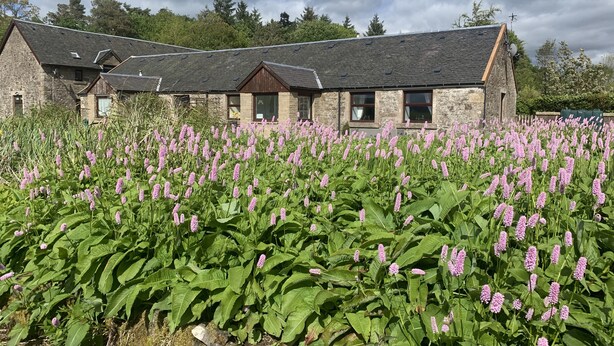 A stone building with a sloped roof and multiple windows, surrounded by a field of purple flowers. - Charming Stone Parlour Cottage set in an area of outstanding beauty. (Biggar)