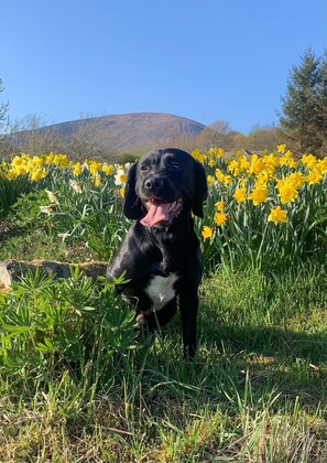 Un chien noir est assis dans un champ de fleurs jaunes, avec une montagne en arrière-plan.