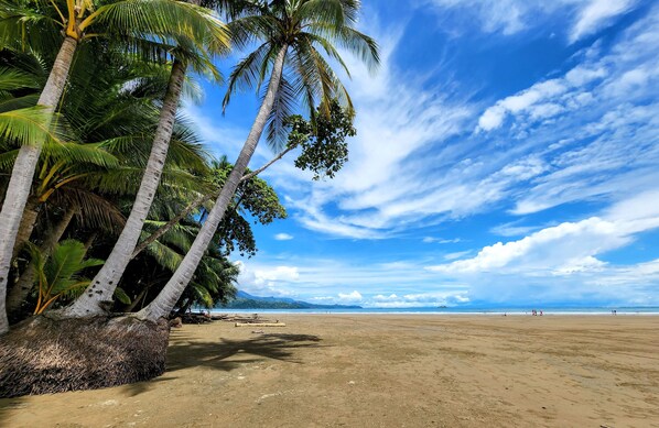 Une plage bordée de palmiers, sous un ciel dégagé.