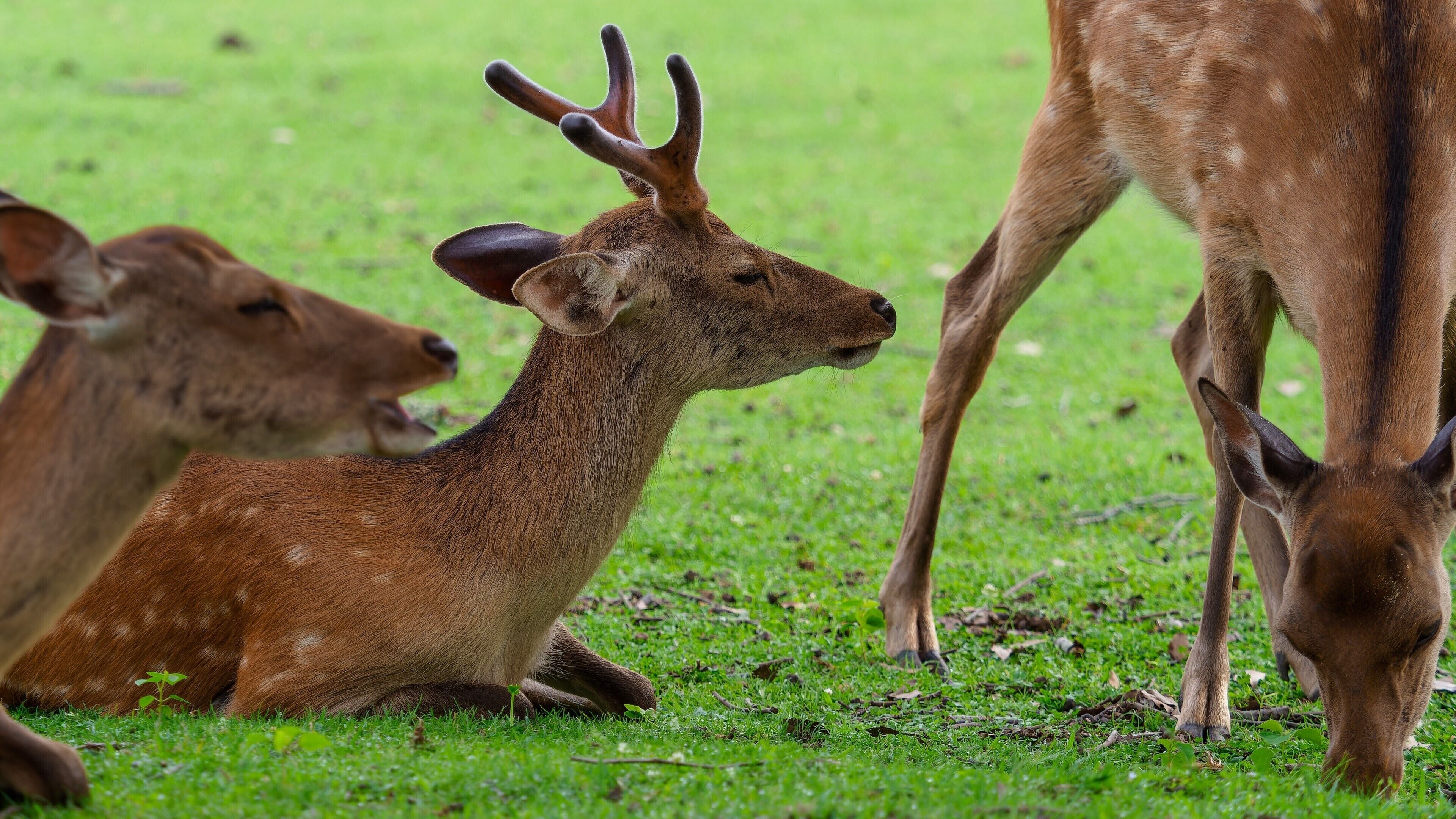 A group of deer in a grassy field.