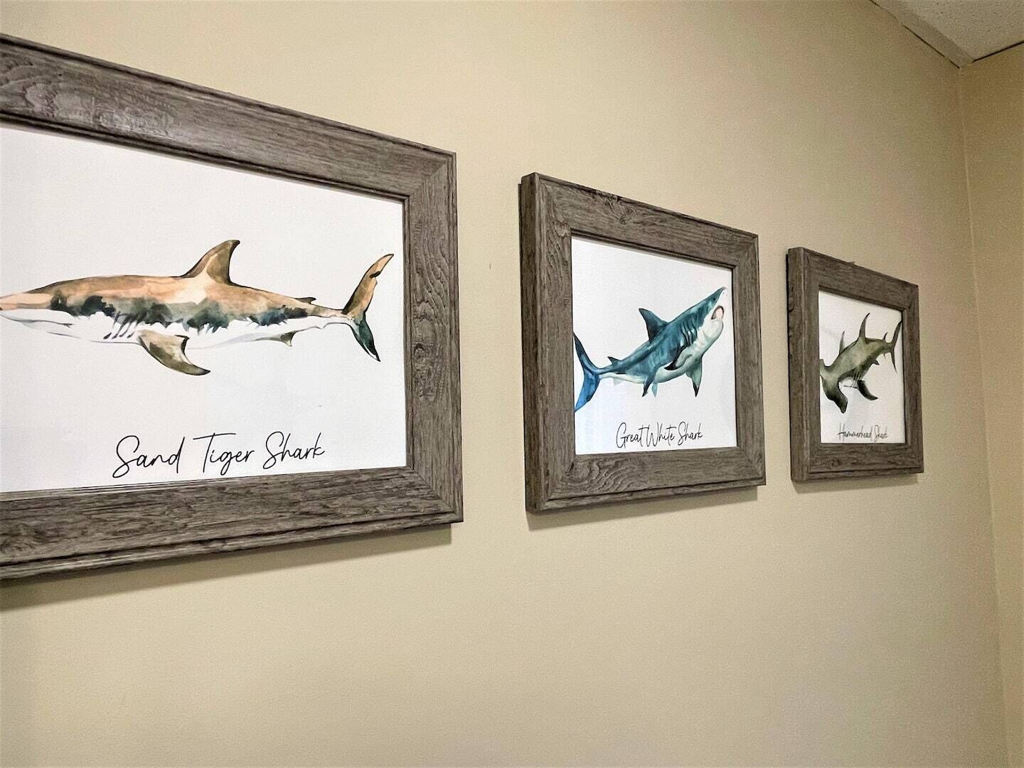 Three framed shark illustrations on a wall.