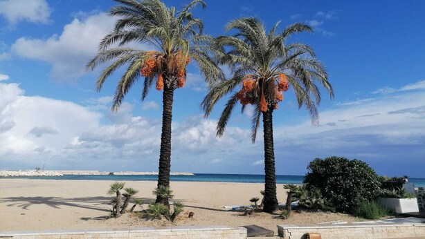 Two palm trees with orange fruits on a beach with a clear sky. - Detached house in San Vito Lo Capo near the beach (San Vito Lo Capo)
